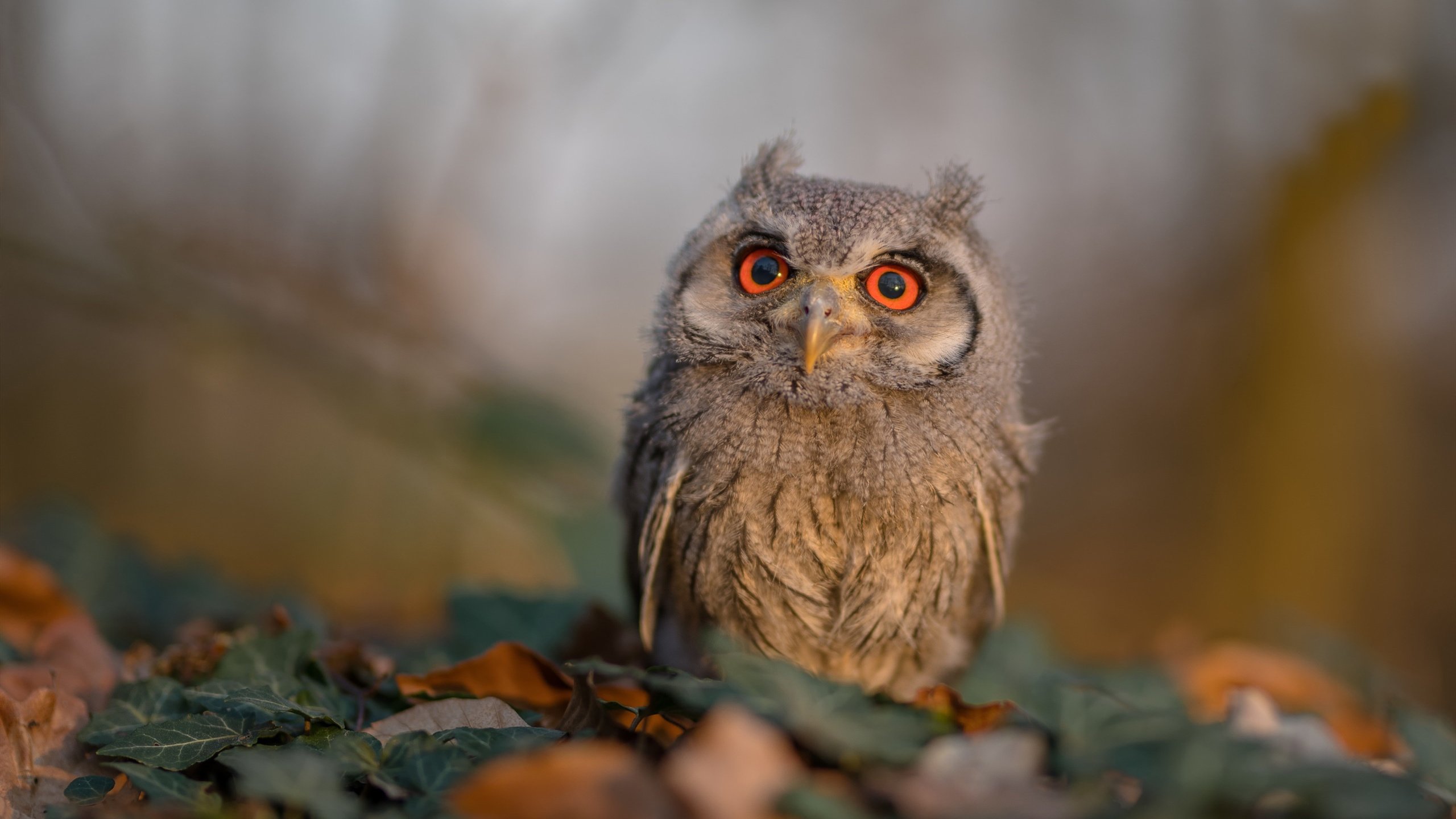 开云官网-王者时刻，从突尼斯沙地到欧冠绿茵，胜利属于无畏者