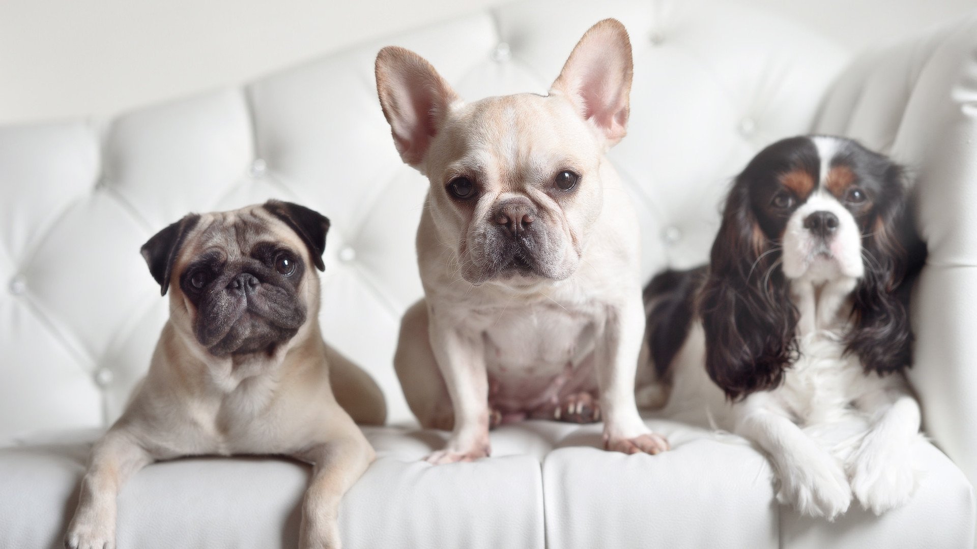 开云下载-2026世界杯双雄风云，韩国横扫沙特展东方锋芒，法比尼奥中场魔术接管绿茵之战