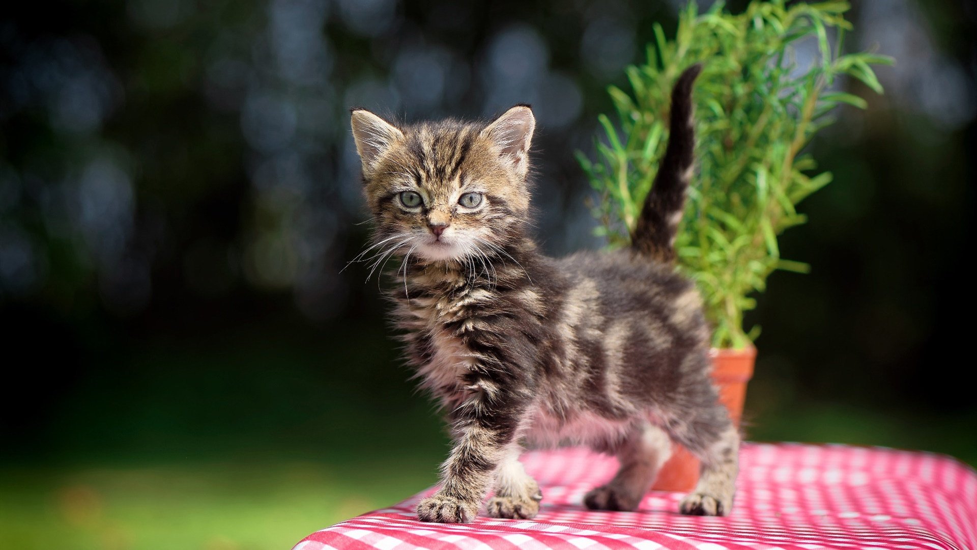 开云体育中国-涅槃展翼，扎克·拉文用一记消音三分击碎所有质疑