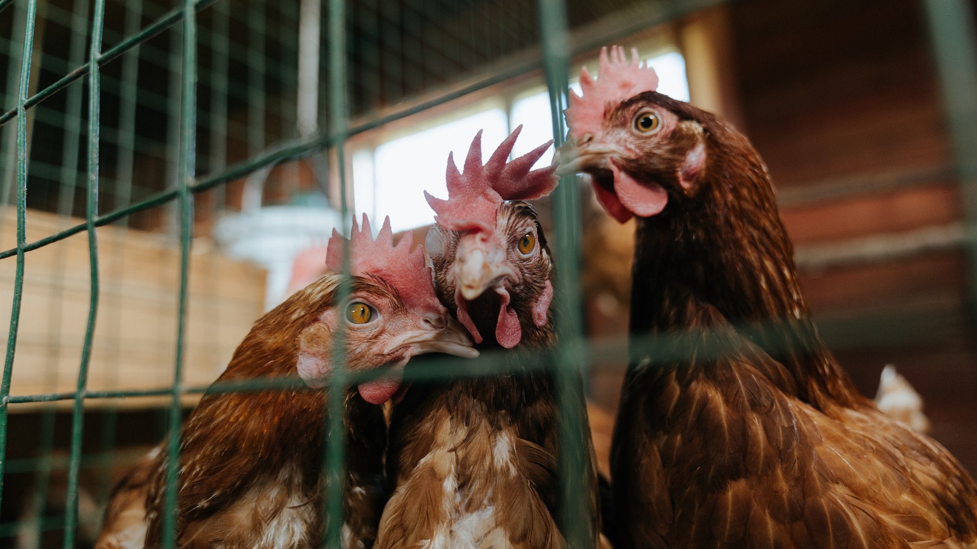 德里赫特式防守爆发!澳大利亚绝境封喉,巅峰对决终结德国王朝