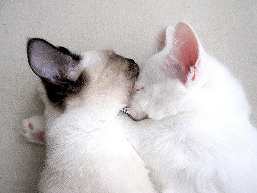 开云sport-跨洋对决，新疆队奇迹终结凯尔特人，杜兰特致命一击封神