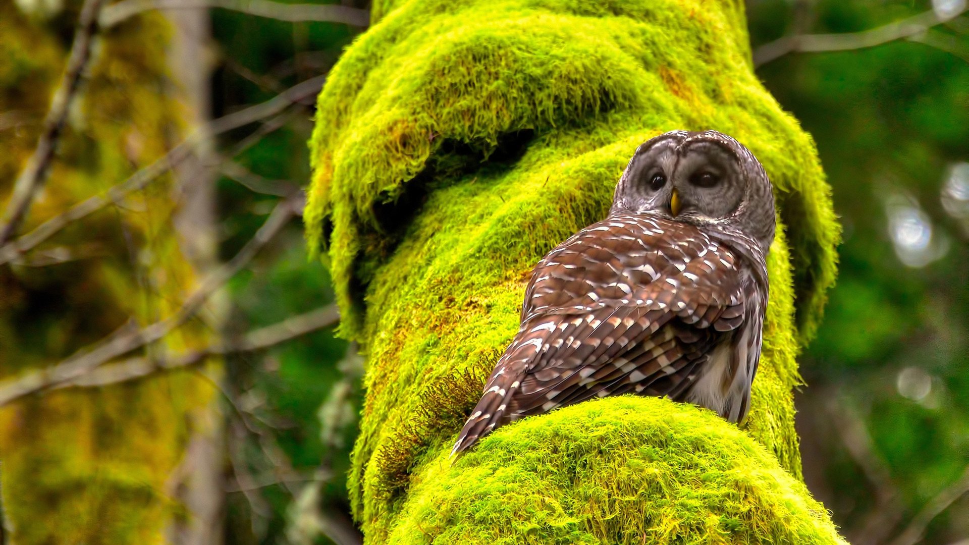 铁壁与流星,日本精密锁链与萨拉赫孤星破局的艺术