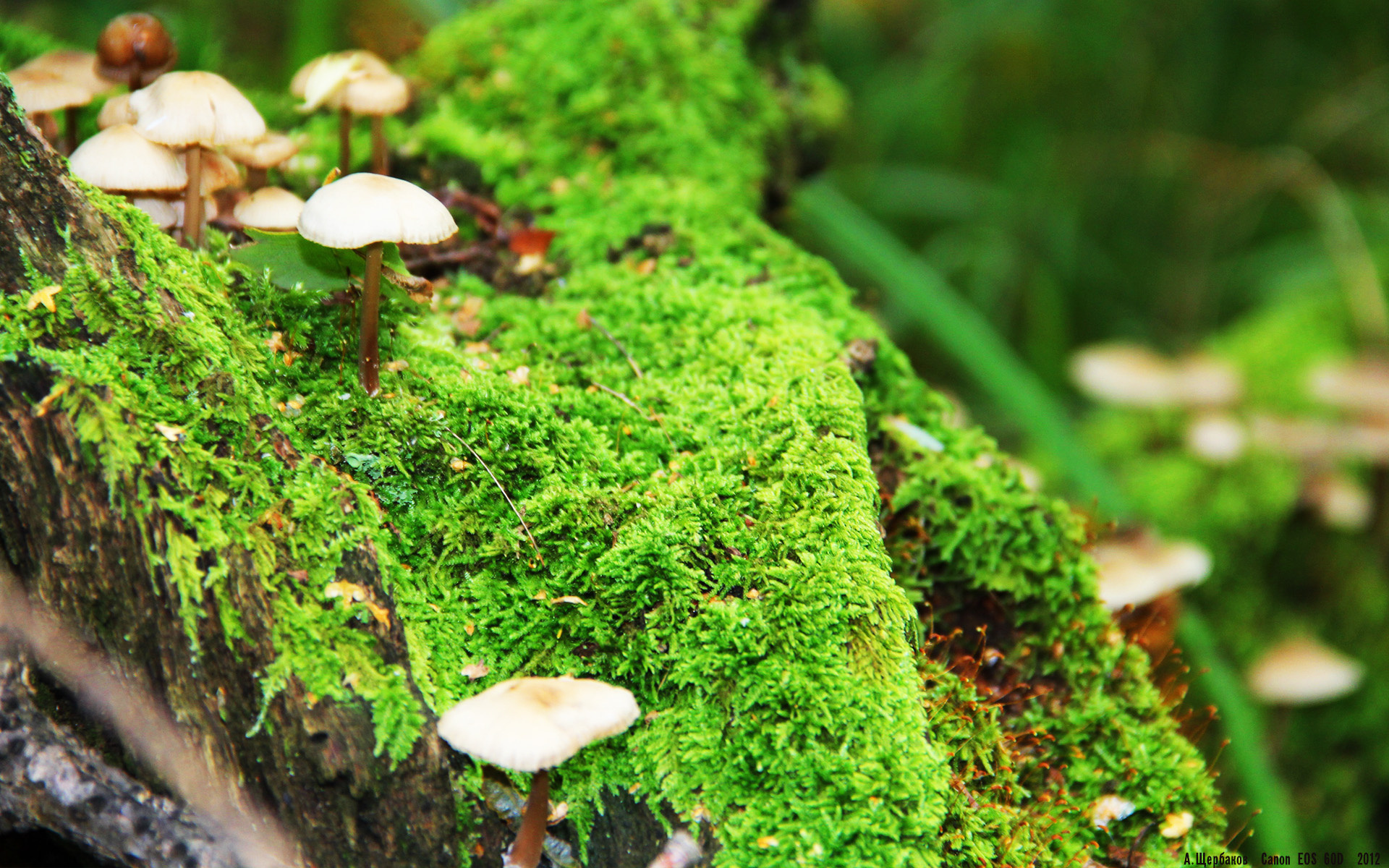 开云APP-异域战火中的王冠，德甲争冠夜，C罗书写唯一性戏码