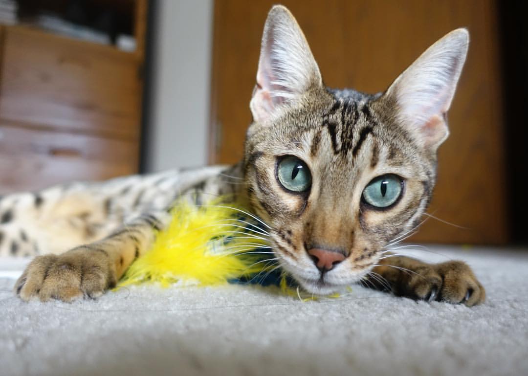 开云体育登录-双面巨人，卢卡库的攻城锤与乌克兰利刃的制胜手术刀