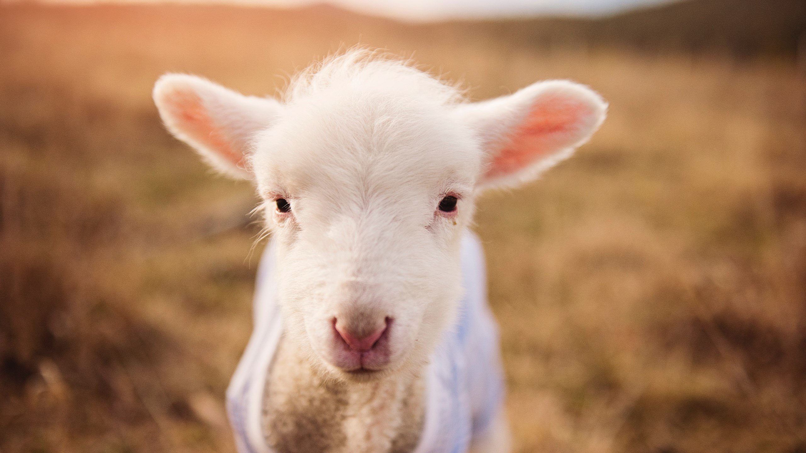 攻防一体,孙兴慜如何以完全体形态定义现代前锋的终极形态