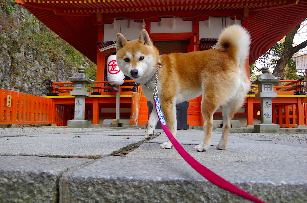 足球世界二元纪元，罗德里戈星光灼热与日本足球静默革命