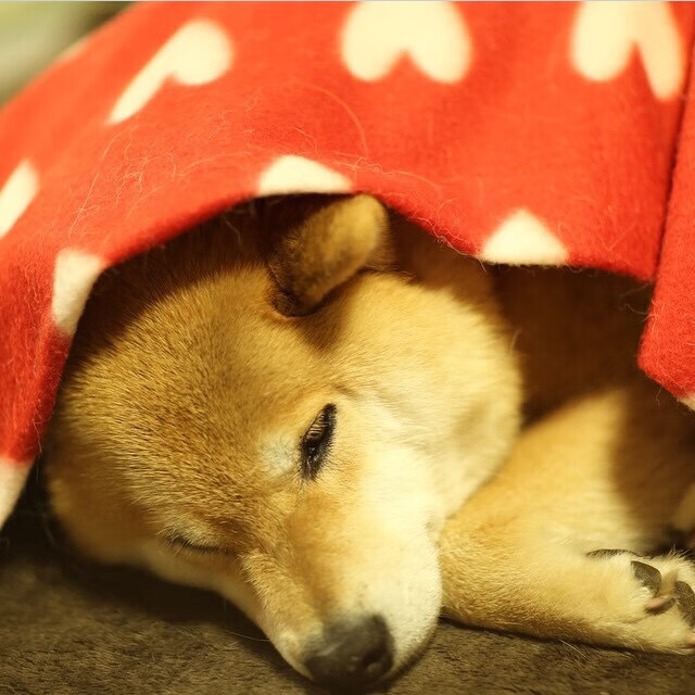 战术压制与个人英雄主义,猛龙击败火箭,福克斯总决赛封王