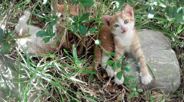 惊天爆冷!山西队争冠战压哨绝杀篮网,伦纳德成关键先生