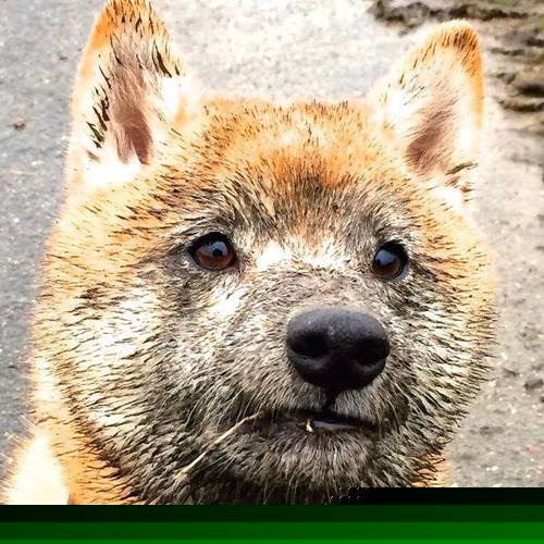 硬仗之王贝恩助辽宁队淘汰赛过关斩将