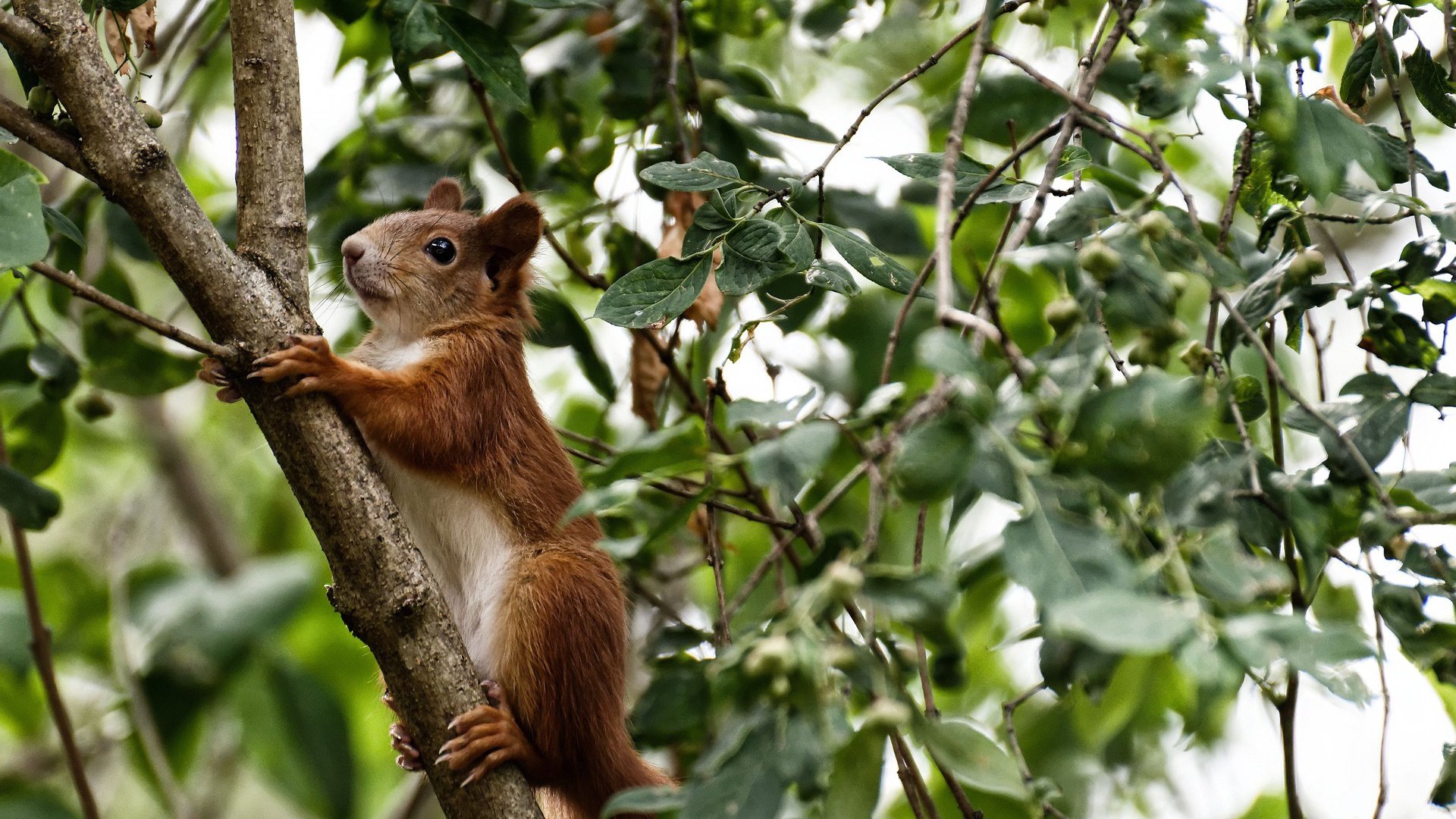 黑马奔腾,2026世界杯H组惊天冷门,匈牙利横扫意大利,B费独舞抢眼