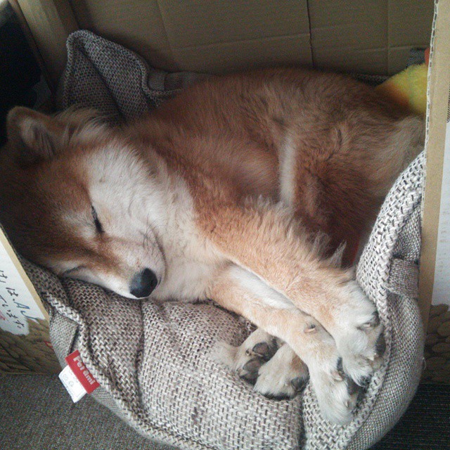 南美之魂刺穿太极虎，贝林厄姆策动冷门，秘鲁在2026世界杯H组演绎唯一的颠覆之夜